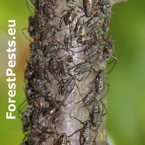 Medovnica dubov&aacute;