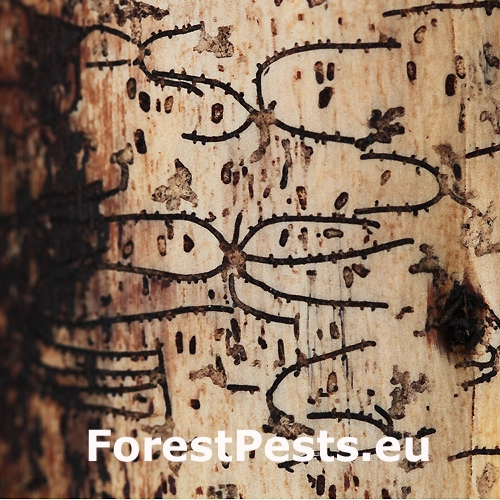 Lykožr&uacute;t korunov&yacute;