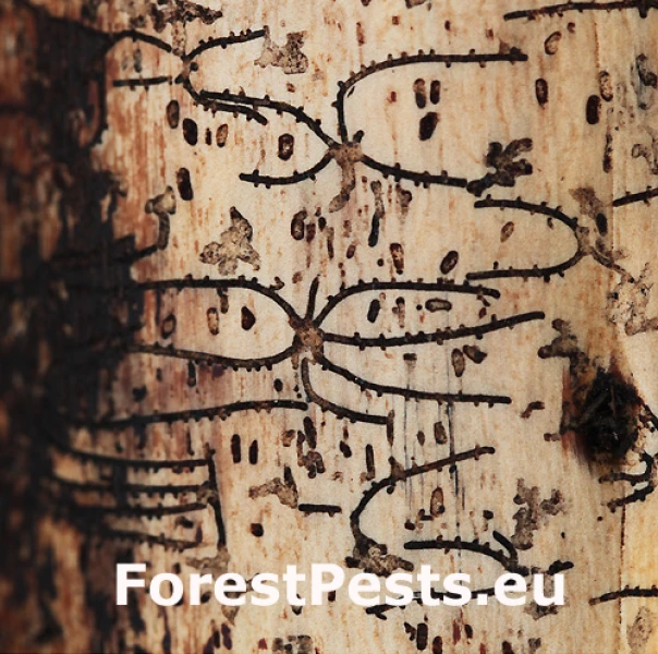 Lykožr&uacute;t korunov&yacute;