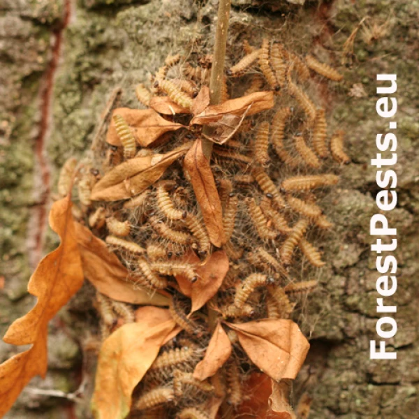 Priadkovček dubov&yacute;