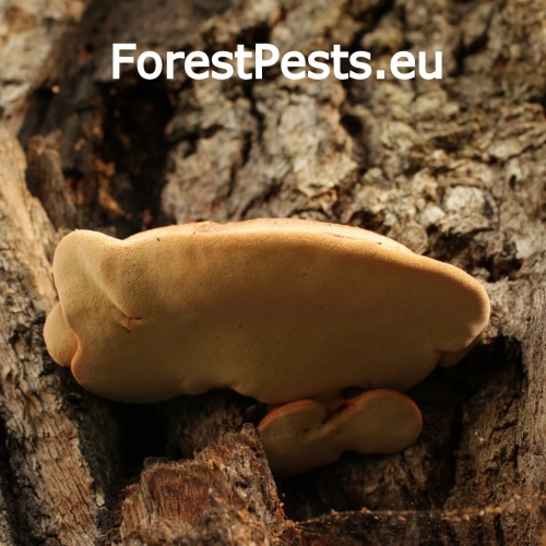 Pečeňovec dubov&yacute;