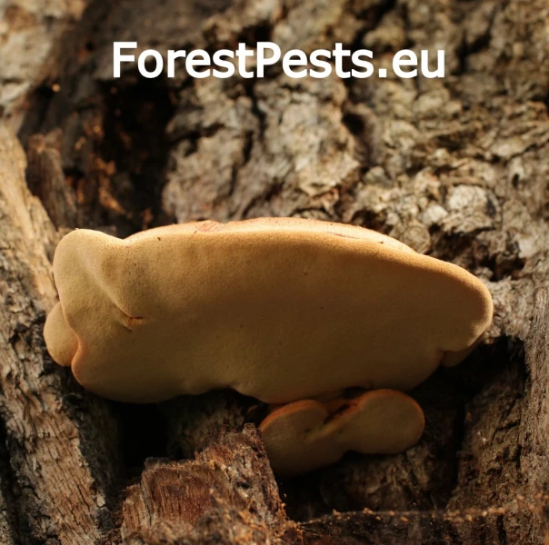 Pečeňovec dubov&yacute;