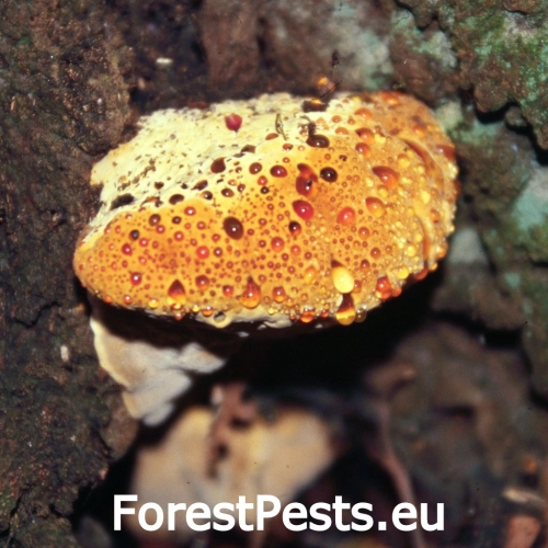 Ry&scaron;avec slziaci