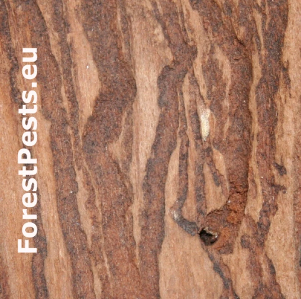 Smoliar jedľov&yacute;