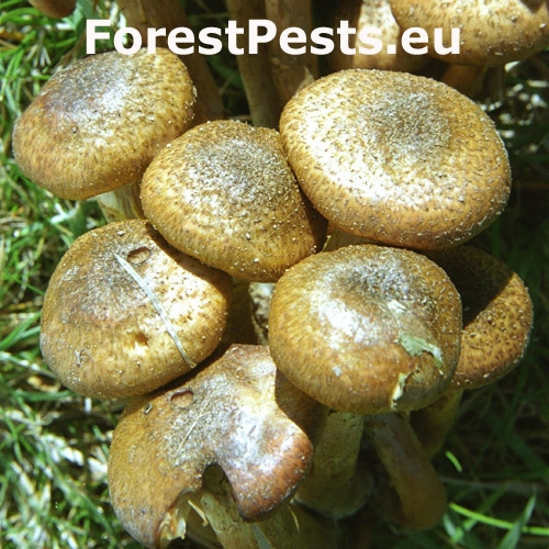 Podpňovka žlt&aacute;