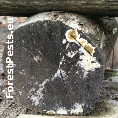 Chrastavka pivničn&aacute;