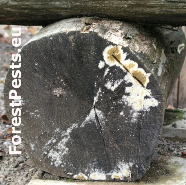 Chrastavka pivničn&aacute;