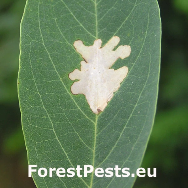 Psotka ag&aacute;tov&aacute; 