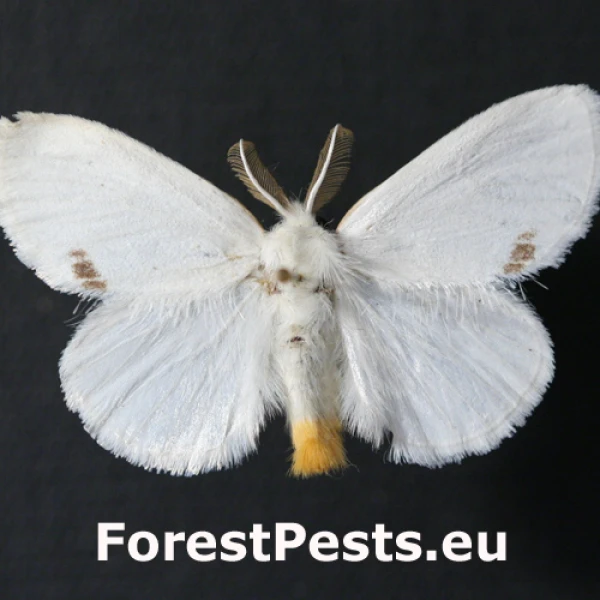 Mn&iacute;&scaron;ka pižmov&aacute; 