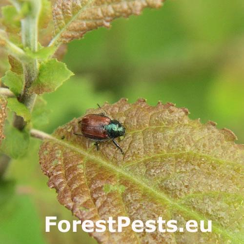 Chr&uacute;stik z&aacute;hradn&yacute;