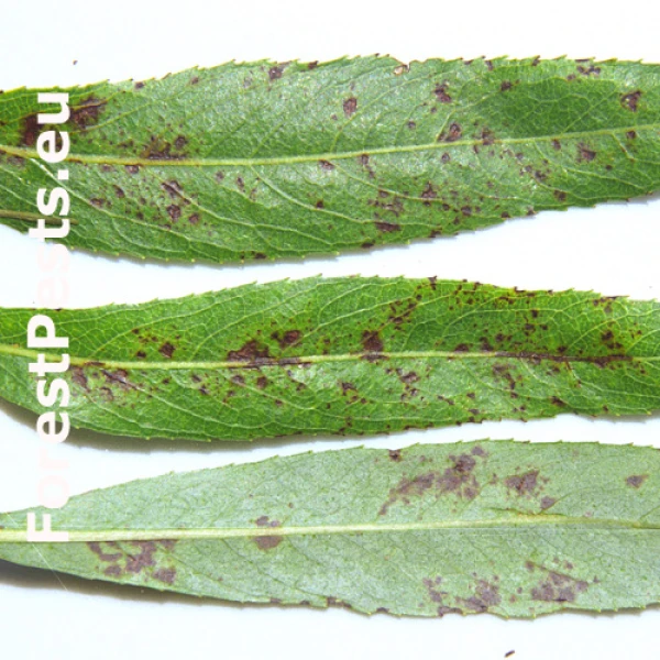 Marson&iacute;na vŕbov&aacute;