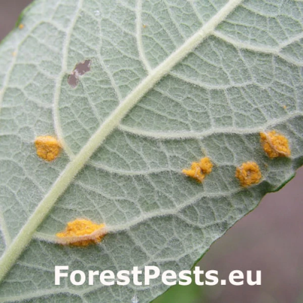 Hnedosp&oacute;rka vŕbov&aacute;