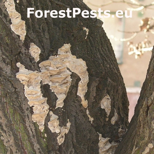 Sivop&oacute;rovka zadymen&aacute;