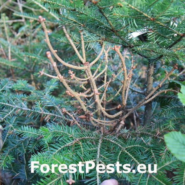 Metlovka jedľov&aacute;