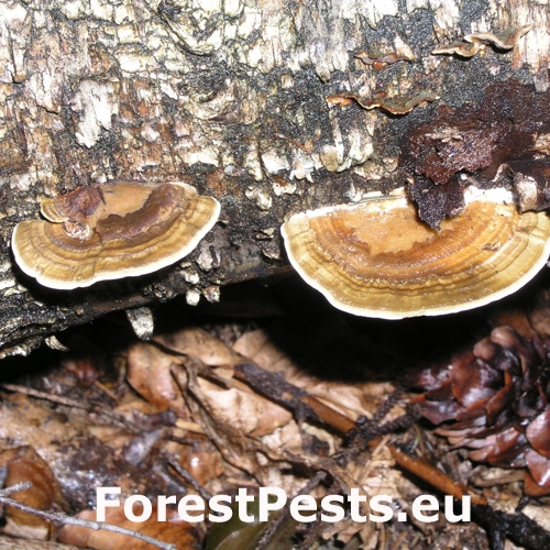 Sieťkovček červenkast&yacute;