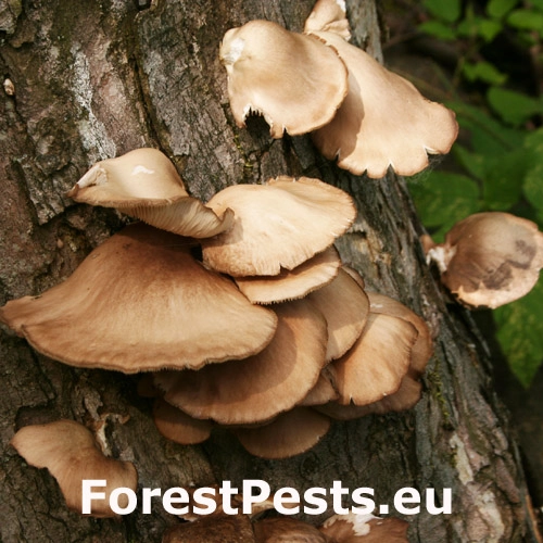 Hliva ustricovit&aacute;