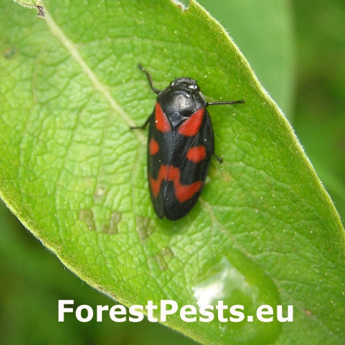 Peniarka n&iacute;žinn&aacute;