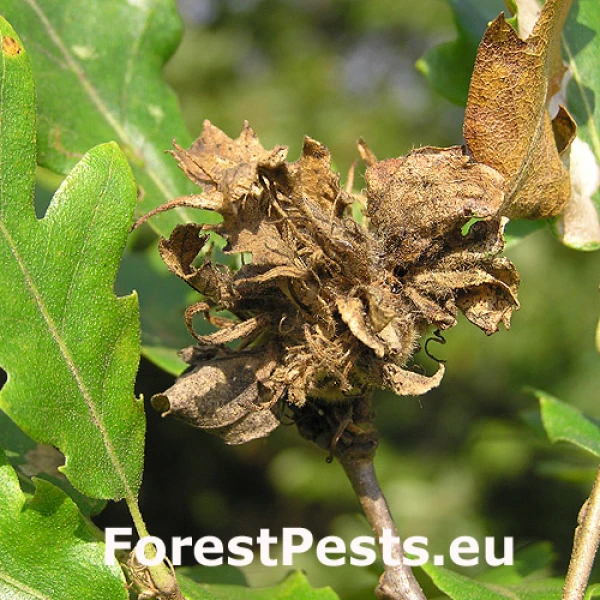 Hrčiarka Andricus crispator 