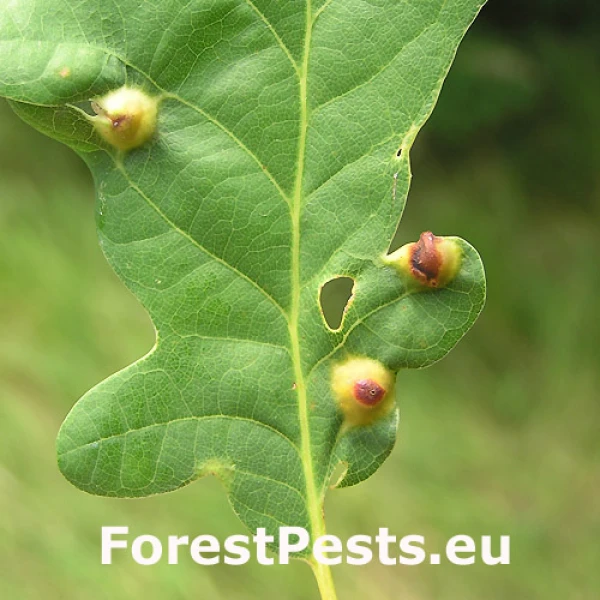 Hrčiarka Andricus curvator