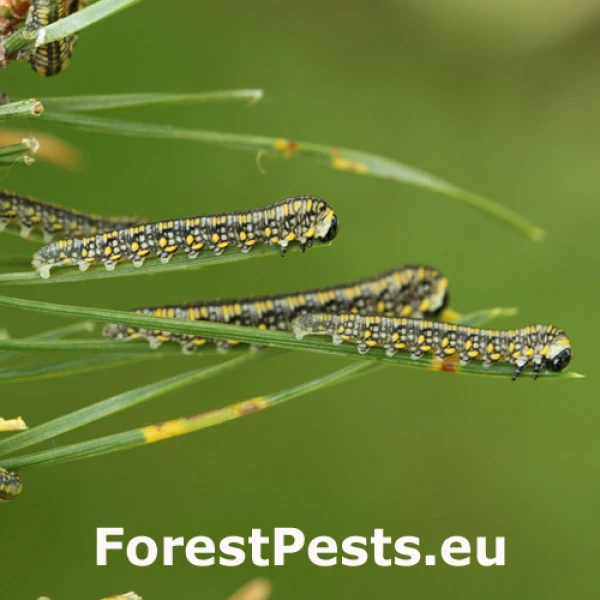 Hreben&aacute;rka Diprion similis