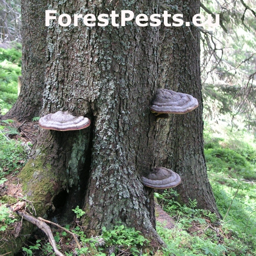 Pr&aacute;chnovček p&aacute;sikav&yacute; 