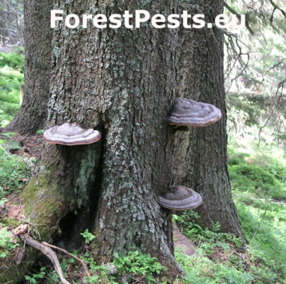 Pr&aacute;chnovček p&aacute;sikav&yacute; 