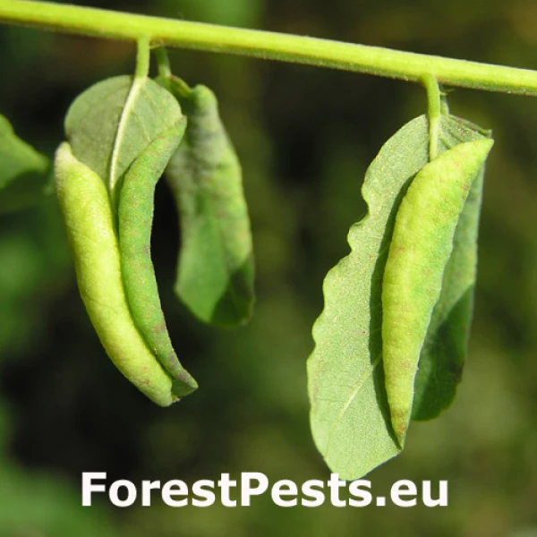 Byľomor ag&aacute;tov&yacute;