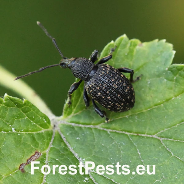 Nos&aacute;nik ryhovan&yacute;