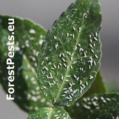 &Scaron;t&iacute;tnička br&scaron;lenov&aacute;