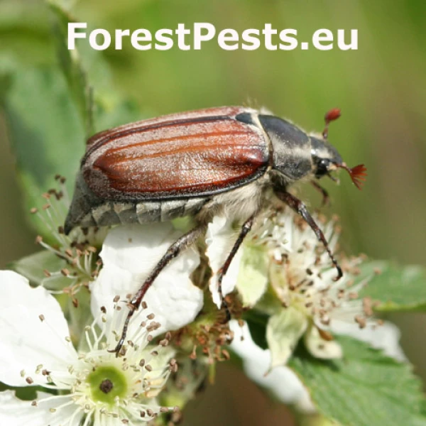 Chr&uacute;st obyčajn&yacute;