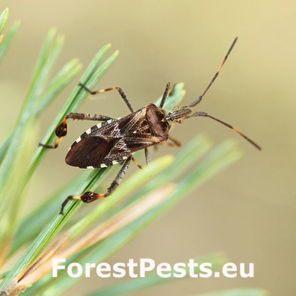 Obrubnica americk&aacute;