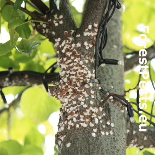 Červec Pulvinaria regalis 