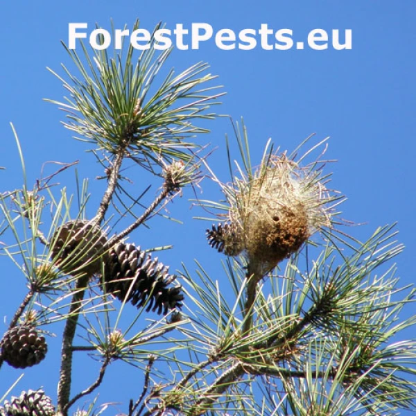 Priadkovček Thaumetopoea pityocampa 