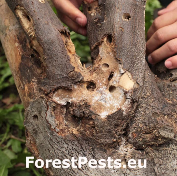 Fuz&aacute;č &aacute;zijsk&yacute;