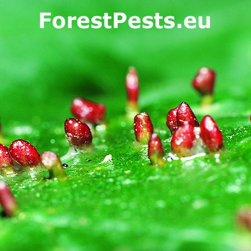 Vlnovn&iacute;k veľkozob&yacute;