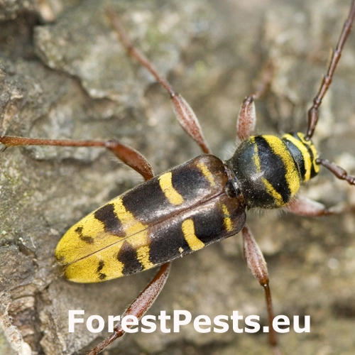 Fuz&aacute;č dubinov&yacute;