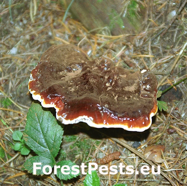 Lesklok&ocirc;rovka ihličnanov&aacute;