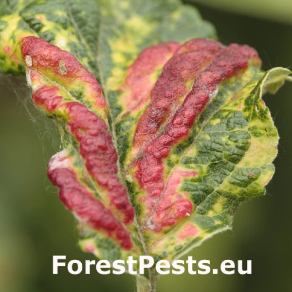 Rosy leaf-curling apple aphid