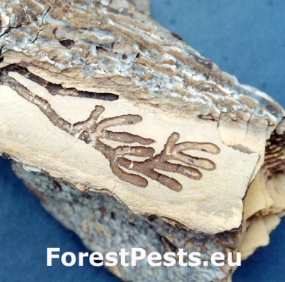 Piliarka Strongylogaster multifasciata