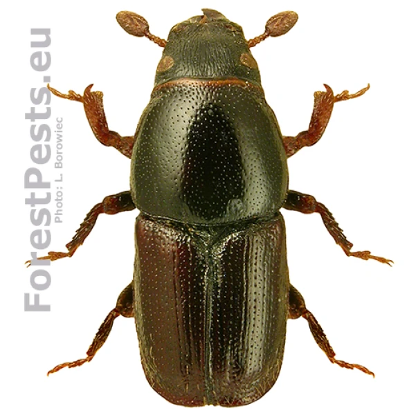 Podk&ocirc;rnik slivkov&yacute;