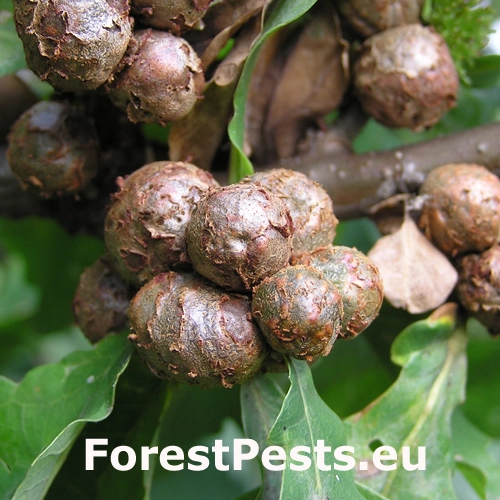 Hrčiarka Andricus lignicolus