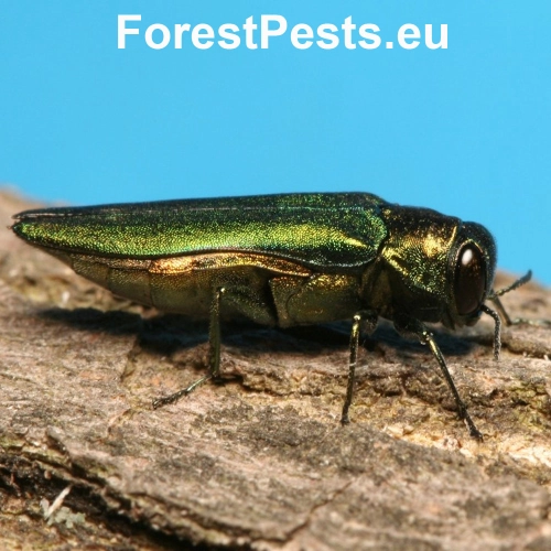 Krasoň Agrilus planipennis