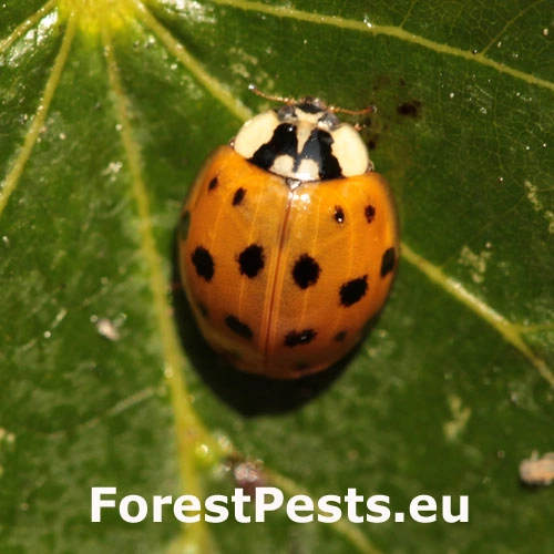 Lienka v&yacute;chodn&aacute;