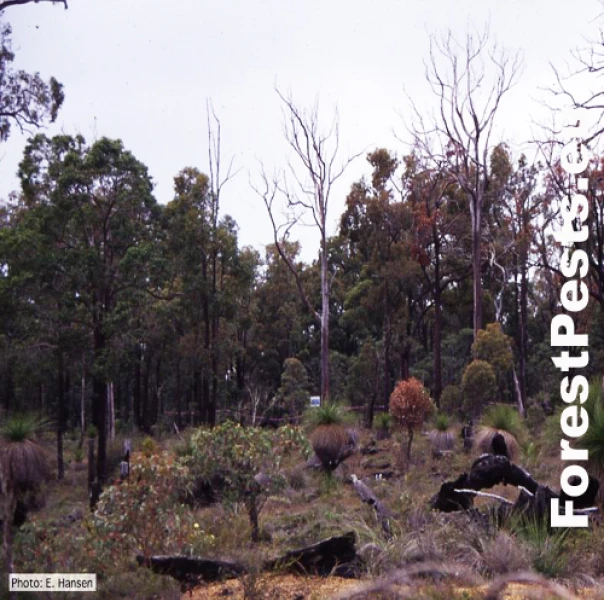 Fytoft&oacute;ra &scaron;koricov&aacute;