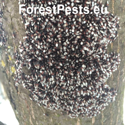 Plo&scaron;tička lipov&aacute;