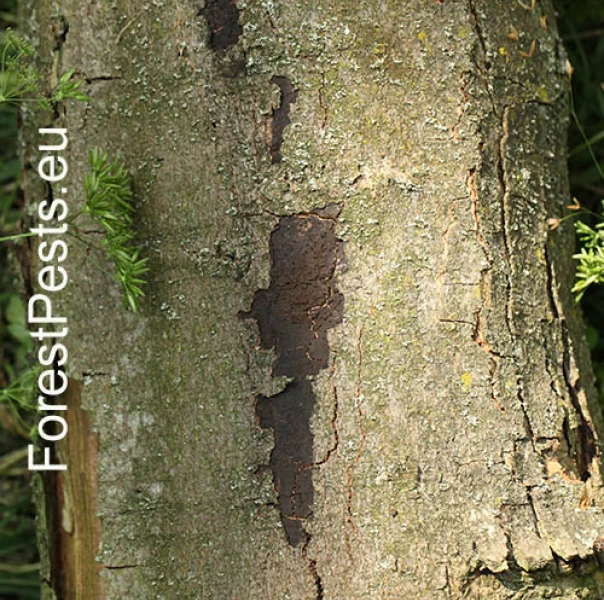 Rakovina k&ocirc;ry javora