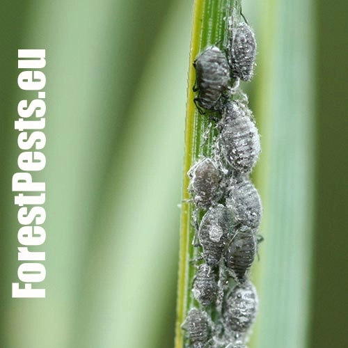 Medovnica Schizolachnus pineti