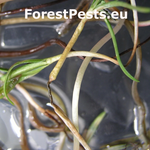 Altern&aacute;ria premenliv&aacute;