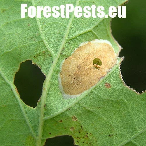 Plosk&aacute;čik dubinov&yacute;