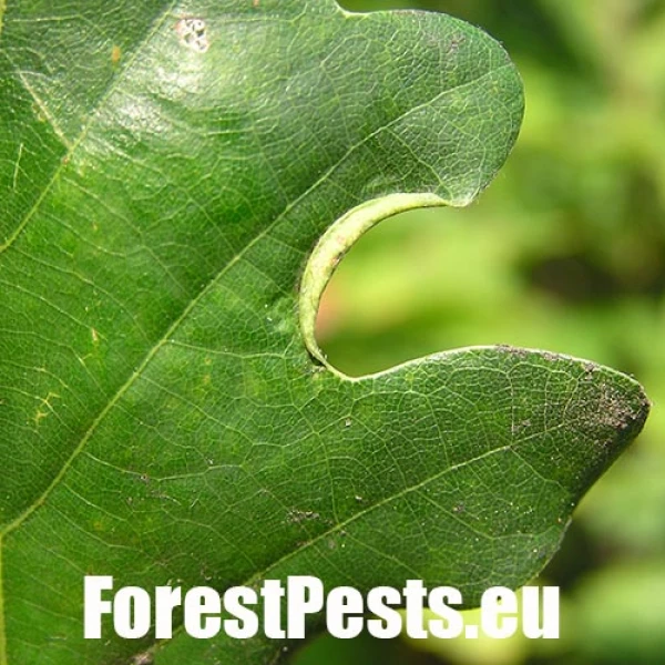 Hrčiarka Macrodiplosis volvens